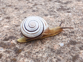 Macro shot of a white snail