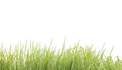 Obraz premium A cut-out of a clump of green tall grass on a white background with clipping paths.