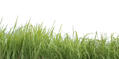 Obraz premium A cut-out of a clump of green tall grass on a white background with clipping paths.