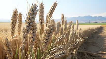 Fototapeta premium ears of wheat