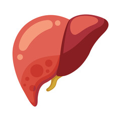 illustration of a human liver on white