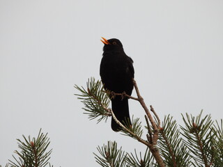 Singing in the top of a three