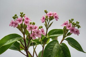  green leave and a small pink flower on a white background