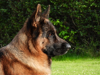 GSD profile Falco