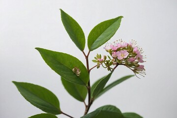  green leave and a small pink flower on a white background