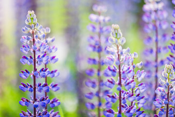 Colorful lupine flowers on a sunny summer day, close up