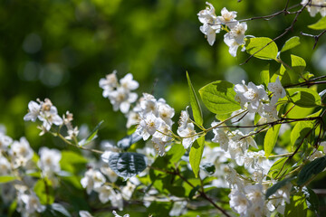 White jasmine flowers are in spring garden, close-up photo