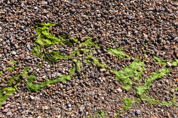 Dry green algae lies on coarse coastal sand