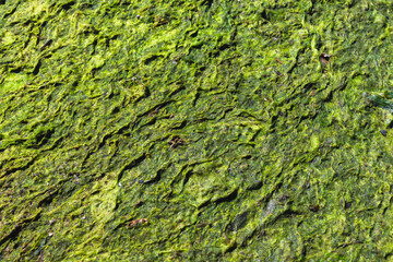 Dry green algae lies on Baltic sea coast, top view. Background texture