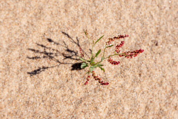 Small sprout of Rumex acetosella, commonly known as red sorrel, grows in sand