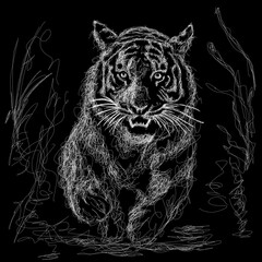  Tiger sketch illustration scribble art