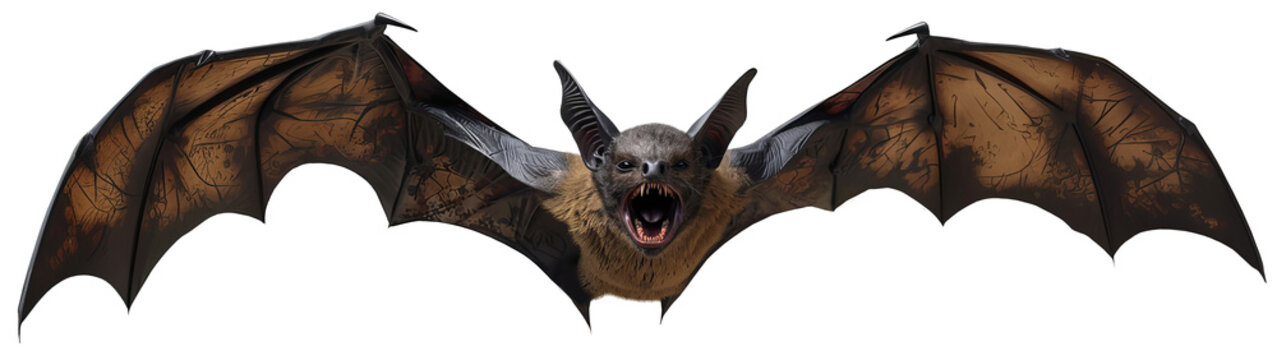 A bat in flight with its mouth open. A flutter of wings. Isolated transparent background