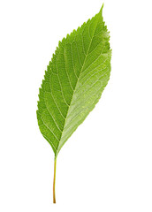 green leaf isolated on a white background. Clipping path