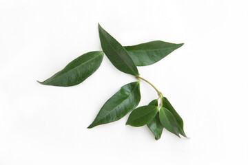 Star jasmine leaves isolated on white background, Trachelospermum jasminoides
