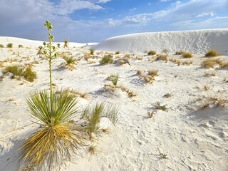 Yucca Plants at White Sands National Park