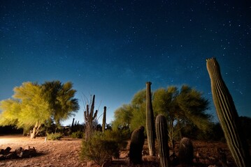 Saguaro Cacti Under Milky Way in Arizona Desert