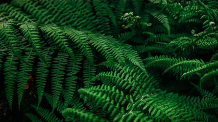 Rich green background with ferns. Beautiful green fern in the summer forest. Natural landscapes of forests.