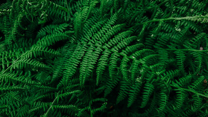 Rich green background with ferns. Beautiful green fern in the summer forest. Natural landscapes of forests.