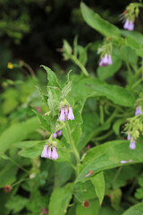 Common Comfrey blooms, North Yorkshire England
