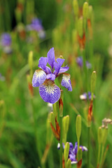 Macro image of a purple Siberian flag Iris bloom, North Yorkshire England
