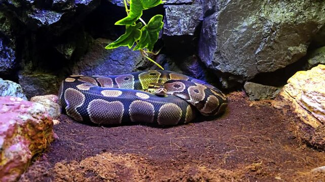 Enormous snake coiled between stones under the light to warm itself