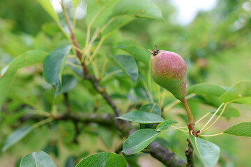 A gardener examines green pears on a fruit tree. Gardening.