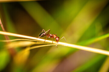 Ant Marching On