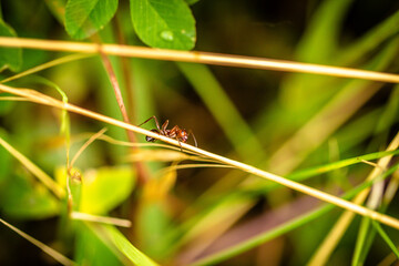 Ant Walking