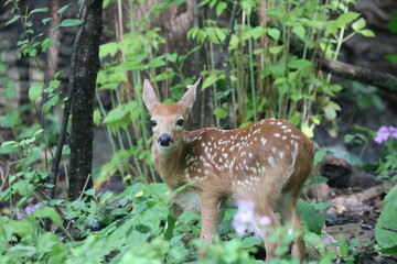 Baby White Tailed Deer in the Woods
