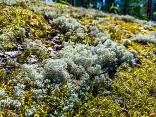 Explore the rich textures and colors of a forest floor, featuring a vibrant mix of moss and lichens. Perfect for nature and outdoor projects showcasing the beauty of woodland ecosystems