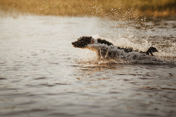 Border collie skacze do wody z dużej prędkości w słoneczny dzień