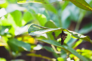 Bagworm Moth caterpillar pest 
or Thyridopteryx ephemeraeformis
