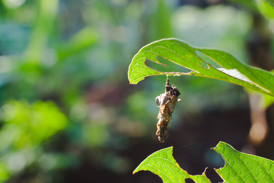 Bagworm Moth caterpillar pest 
or Thyridopteryx ephemeraeformis