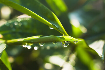 Freshness of raindrops on green leaves