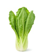 A Close-Up of a Fresh Green Romaine Lettuce Head - Crisp and Nutritious Salad Essential