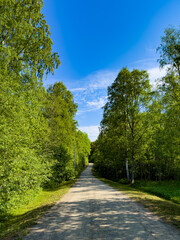Enjoy the serene beauty of a tranquil forest path surrounded by lush greenery and a clear blue sky. Perfect for nature, travel, and outdoor projects capturing peaceful woodland scenery.