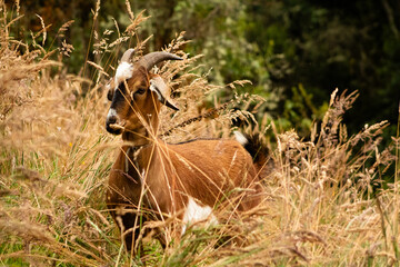 goat in the grass