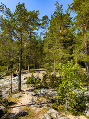 Discover the serene beauty of a sunlit hiking trail through the majestic forests of Karelia. Perfect for nature lovers and outdoor enthusiasts seeking tranquility and adventure