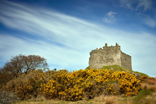 Behind  a barricade of flowering gorse on Eilean Tioram, time taking its toll on the historic and  ruined ramparts of Castle Tioram. Scotland