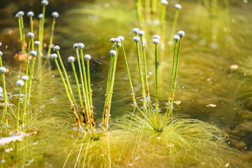 Underwater flower