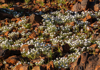 White flowers red rock