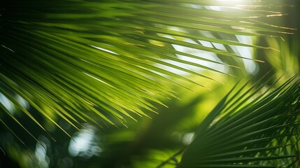 Photo of sun rays passing through the lush green palm tree leaves, beach summer concept, background.