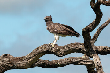 Aigle martial, Polemaetus bellicosus, Martial Eagle