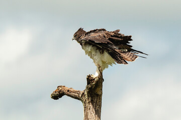 Aigle martial, Polemaetus bellicosus, Martial Eagle