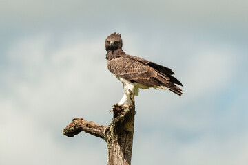Aigle martial, Polemaetus bellicosus, Martial Eagle