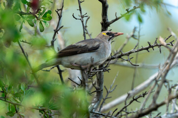 Étourneau caronculé,.Creatophora cinerea; Wattled Starling