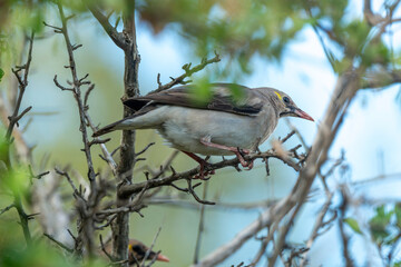 Étourneau caronculé,.Creatophora cinerea; Wattled Starling