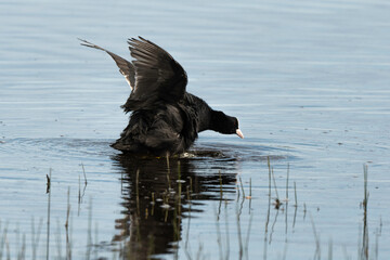 Foulque macroule, .Fulica atra, Eurasian Coot