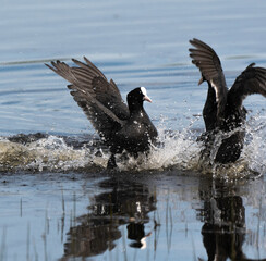 Foulque macroule, .Fulica atra, Eurasian Coot