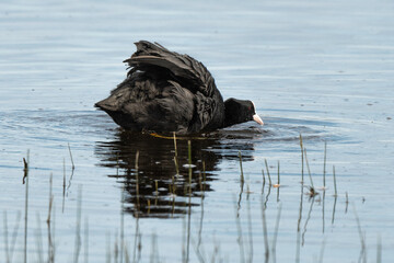 Foulque macroule, .Fulica atra, Eurasian Coot